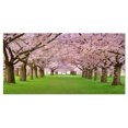 thumbnail image 2 of Stunning Cherry Blossoms Plenitude - Landscape Canvas Art Print, 2 of 3