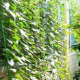 thumbnail image 4 of Lightweight Trellis Netting, Plant Support Net, Flowers For Fruits Climbing Plant Vining Vegetables, 4 of 8