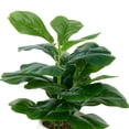 thumbnail image 5 of Anko Artificial Fiddle Plant in Pot, 5 of 5