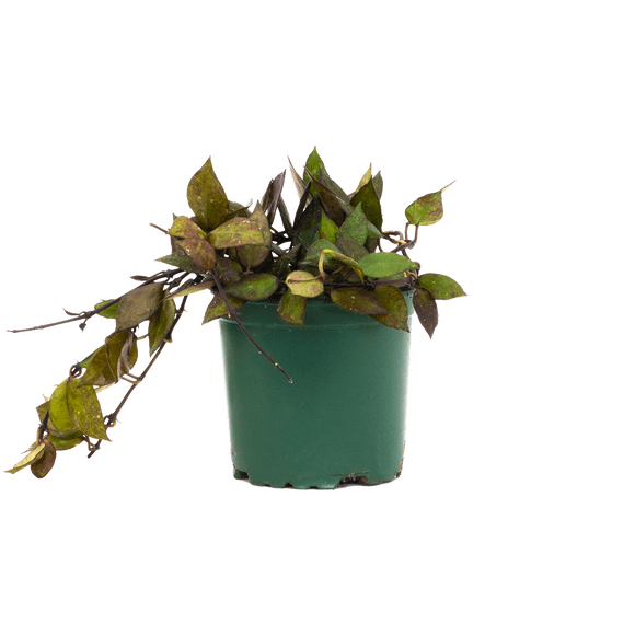 Hoya Krohniana | Wax Plant (S) Live Plants in 4" growers pot
