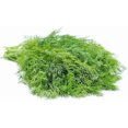thumbnail image 2 of GSDWIUEW SOYA Dill Seeds for Planting, 200 Count, Heirloom,, 2 of 6