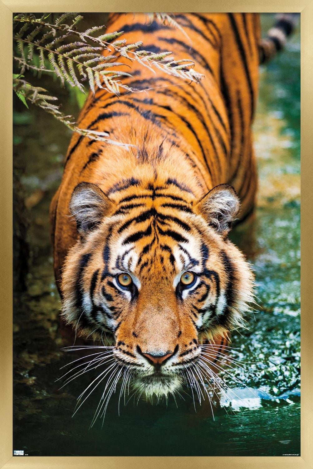 Tiger - Water Wall Poster