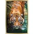 thumbnail image 1 of Tiger - Water Wall Poster, 22.375" x 34" Framed, 1 of 4