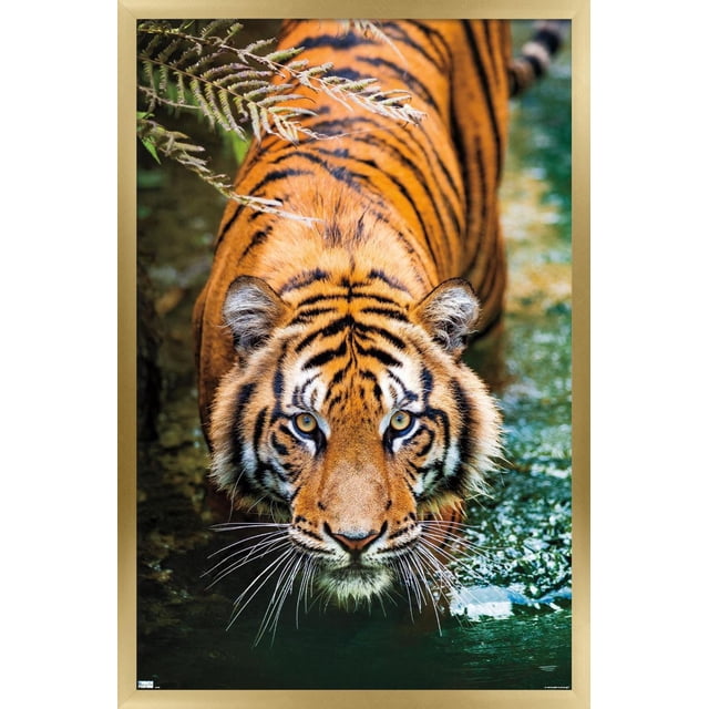 Tiger - Water Wall Poster, 22.375" x 34" Framed