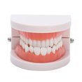 thumbnail image 4 of Modèle de Prothèse Dentaire Modèle 28Pcs Outil d'Enseignement Modèle de Dents Adultes Standard, 4 of 8
