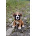 thumbnail image 5 of Décor de Jardin Statue d'Animal Boxeur Chiot, 5 of 5