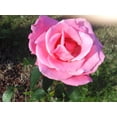 thumbnail image 4 of 5 PINK ROSE Rosa Bush Shrub Perennial Flower Seeds, 4 of 6