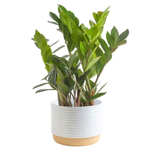 Costa Farms ZZ Plant Live Indoor Houseplant in Modern Decor Planter Natural Air Purifier in Potting Soil Gift for Plant Lovers Birthday Gift Tabletop Living Room Decor Desk Decor 12-Inches Tall