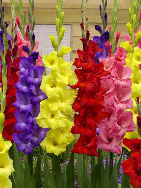 TASC Flower Bulbs- Gladiolus Large Flowering Bright Assorted  Annual