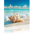 thumbnail image 1 of Seashell Beach Vacation Canvas Wall Art 15.75x11.81 Inches, 1 of 8