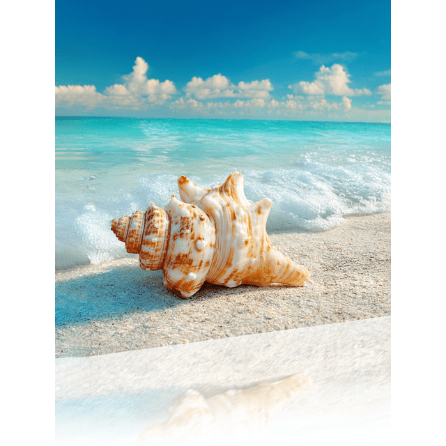 Seashell Beach Vacation Canvas Wall Art 15.75x11.81 Inches