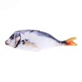 thumbnail image 4 of 2 Pcs Jouet Poisson Chat Créatif Réaliste Peluche Herbe à Chat Jouet à Mâcher Chat Teaser, 4 of 10