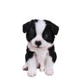 thumbnail image 1 of Décor de Jardin Statue d'Animal Border Collie Puppy, 1 of 5