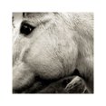 thumbnail image 1 of BONNY LIGHT HORSEMAN BONNY LIGHT HORSEMAN COMPACT DISCS, 1 of 1