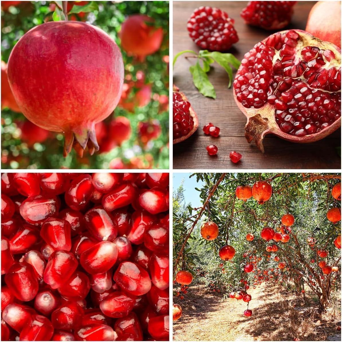 Fruit Trees Walmart Canada fruit-trees-walmart-canada