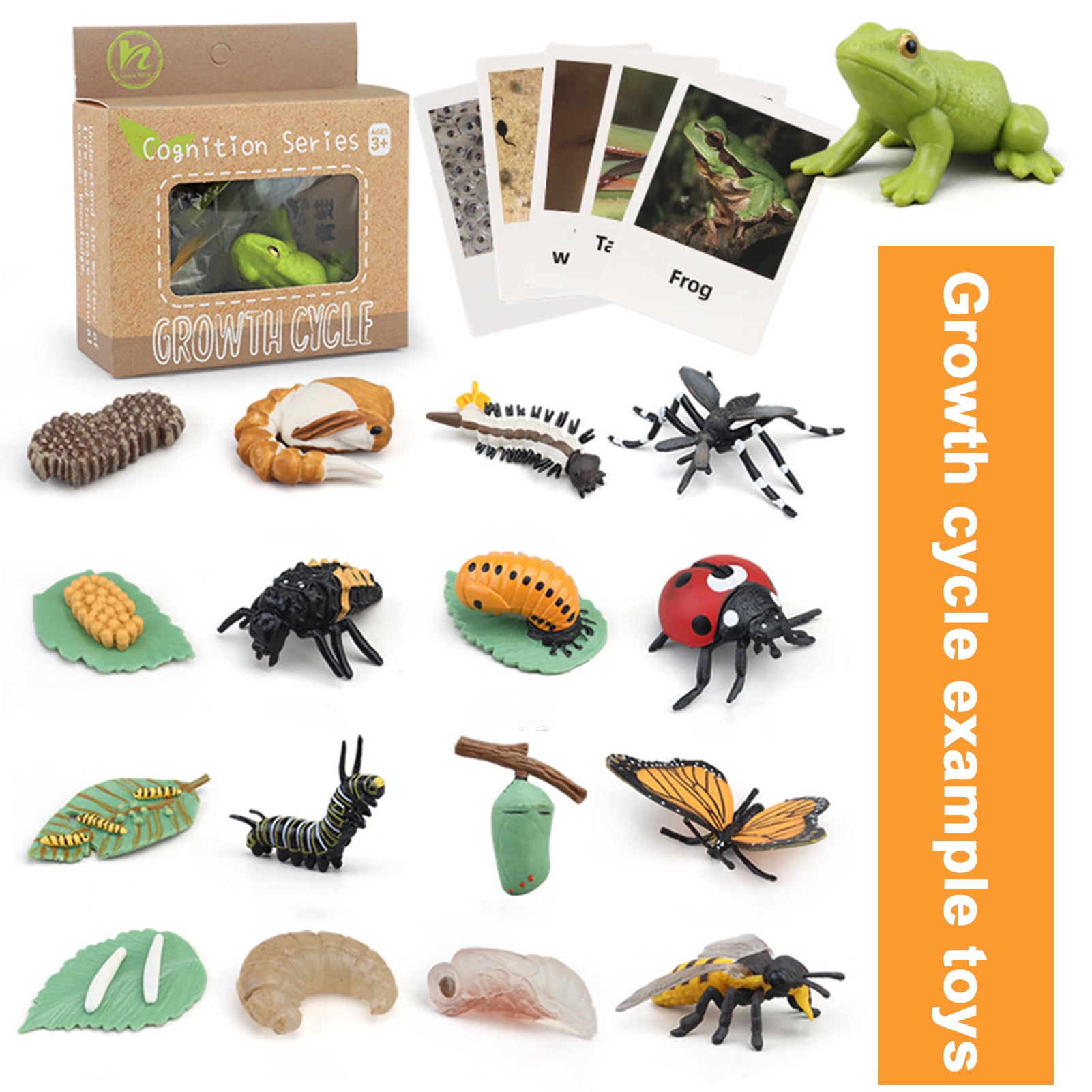 Cycle de vie Montessori | Insectes, animaux et plantes - Trésor de maman