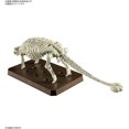 thumbnail image 4 of Bandai Hobby - Kit de Modèle de Dinosaure Plannosaurus - 06 Ankylosaurus, 4 of 8