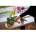 thumbnail image 3 of Miracle-Gro Orchid Plant Food Mist 236mL, 3 of 6
