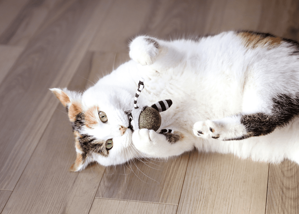 Quirky Kitty Rolly Raccoon Bobbler Herbe à Chat Compressée Jouet pour Chat Balle