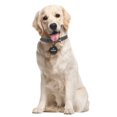 thumbnail image 5 of Étiquette intelligent d'animal de compagnie Pawscout, 5 of 5
