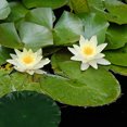 thumbnail image 2 of SHISUYAN 9PCS Lily Pads Simulation Lotus Leaves Water Lily Ornament for Pool Pond, 2 of 8