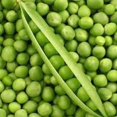 thumbnail image 2 of GSDWIUEW Green Arrow English Pea Seeds for Planting, 25 Gram Packet-100+ All Heirloom Seeds-Plant in Spring or Late Summer for Fall Harvest, 2 of 8
