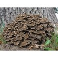 thumbnail image 2 of GSDWIUEW Spores Maitake Dancing Mushrooms Seeds Mycelium Spawn Substrate for Planting, 2 of 8