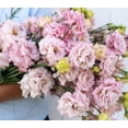 thumbnail image 2 of GSDWIUEW 15 Seeds Lovely Pink Lisianthus, 2 of 2