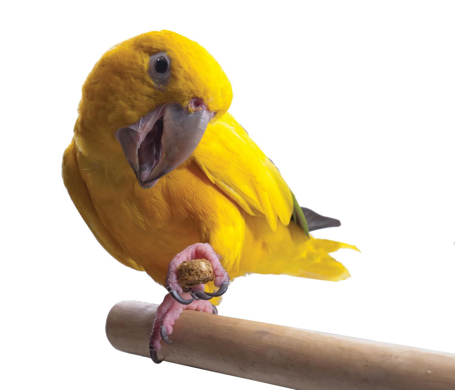 Oven Fresh Bites Gâteries Naturelles pour Oiseaux au Four à la <br>Noix de Coco et Papaye