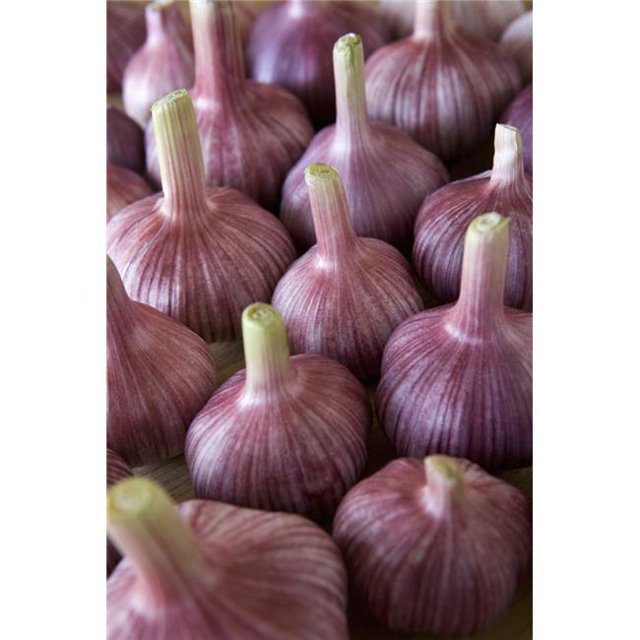 Posterazzi DPI1888423 Bulbes d'Ail Impression d'Affiche, 13 x 20