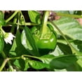 thumbnail image 3 of 200 Grosses Graines de Poivron Vert Doux Capsicum Annuum Légumes, 3 of 8