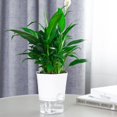thumbnail image 4 of Transparent Self-Watering Plant Flower Plastic Pot Planter Home Garden Decor, 4 of 10
