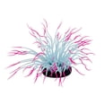 thumbnail image 1 of Penn-Plax, Pink Sea Anemone, 1 of 2