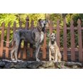thumbnail image 1 of Issaquah, WA. Grand Chiot Dane et Son Compagnon Adulte Jouant Poster Imprimé par Janet Horton (24 x 36), 1 of 1