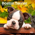thumbnail image 1 of Boston Terrier Puppies 2026 Mini 7x7, 1 of 3