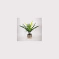thumbnail image 3 of Lerman Decor's tropical potted plant, 3 of 4
