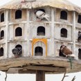 thumbnail image 4 of Miangastore 3pcs Bird Cage Door Entrance Door European Style Pigeon Racing Door Pigeon Cage Part, 4 of 8