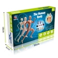 thumbnail image 2 of Human Body Model Organs and Bones Simple Assembly Learning Tool Kit Anatomy Model Display STEM Educational Gift Teaching Supplies, 2 of 7