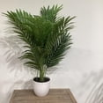 thumbnail image 1 of Palm Potted White, 1 of 3