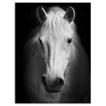 Designart White Horse Black and White Canvas Wall Art