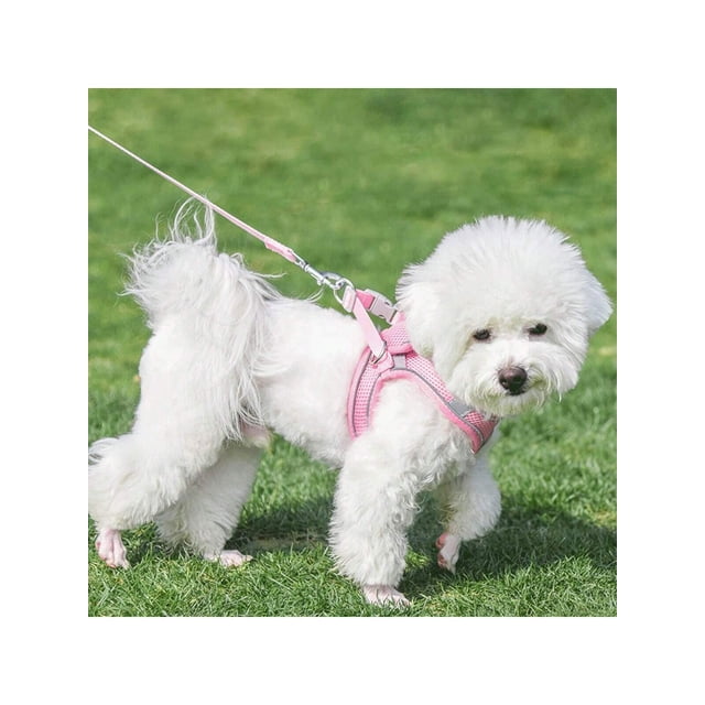 1 Ensemble de Harnais pour Animaux (Dossier et Poitrine) avec Design Réfléchissant et Respirant, Incluant Harnais et Corde de Traction pour Chiens et Chats