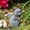 A, variant on Dvkptbk Resin Monument Pet Memorial Tombstone Ornament Home Garden Patio Cats Puppy Memorials Home Decoration