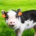 thumbnail image 4 of 100pcs Numéro d'Élevage Étiquette d'Oreille Marqueur Accessoire pour Porc Vache Mouton Animal, 4 of 8