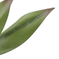 thumbnail image 3 of Bouclair Agave Artificielle, 3 of 3