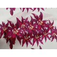 thumbnail image 4 of oneOone Cotton Poplin Fabric Flower Artistic Decor Fabric Printed BTY 42 Inch Wide, 4 of 4