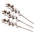 thumbnail image 1 of Wedding Cotton Flower, Dried Flower Natural  For Wedding Party, Home, 1 of 8