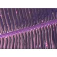 thumbnail image 1 of Ahgly Company Machine Washable Indoor Rectangle Transitional Orchid Purple Area Rugs, 8' x 10', 1 of 7