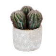thumbnail image 1 of Vickerman FH191909 9 in. Green Potted Cactus Plastic Planter Pot, 1 of 3