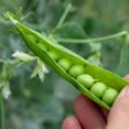 thumbnail image 4 of GSDWIUEW 100+ Alderman Shelling Pea Seeds for Planting, 25 Gram Packet -All Heirloom Seeds from 2025 Growing Season., 4 of 8