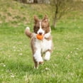 thumbnail image 4 of Chuckit ! Grand jouet pour chien avec balle à rapporter, 4 of 5